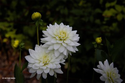 Dahlia-Karma Maarten Zwaan.JPG
