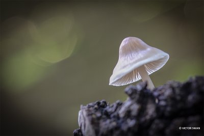 Helmmycena - Mycena galericulata.JPG