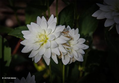 Dahlia-Karma Maarten Zwaan.JPG