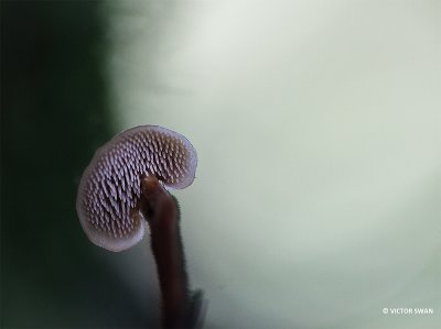 Oorlepelzwam - Auriscalpium vulgare.JPG