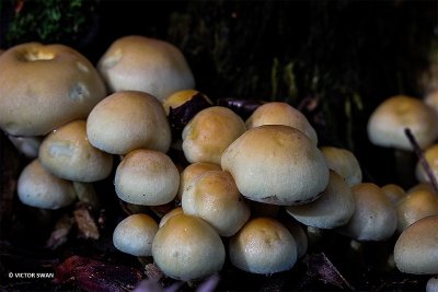 Gewone zwavelkop - Hypholoma fasciculare.JPG