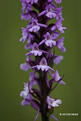 Grote muggenorchis - Gymnadenia conopsea.JPG