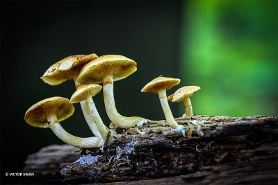 Dennenvlamhoed - Gymnopilus penetrans.JPG