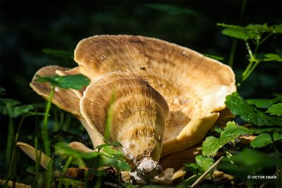 Reuzenzwam - Meripilus giganteus.JPG