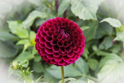 Dahlia-Aurora's Kiss.jpg