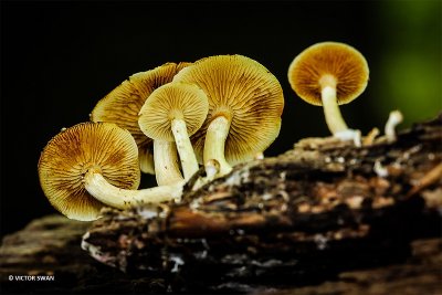 Dennenvlamhoed - Gymnopilus penetrans.JPG