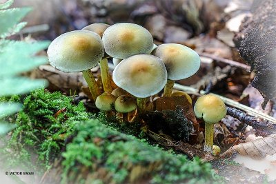 Gewone zwavelkop - Hypholoma fasciculare.JPG