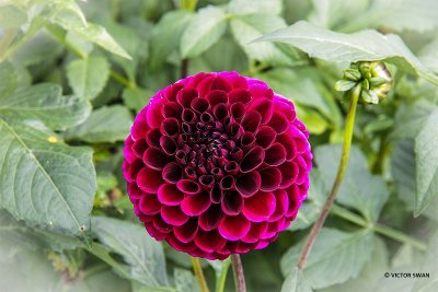 Dahlia-Aurora's.jpg