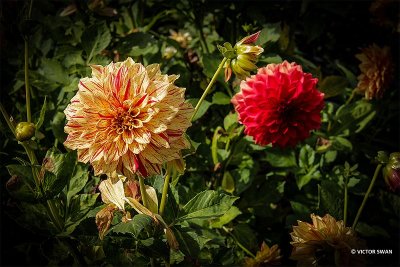 Dahlia-Gloriosa.JPG