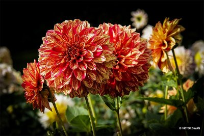 Dahlia-Gloriosa.JPG