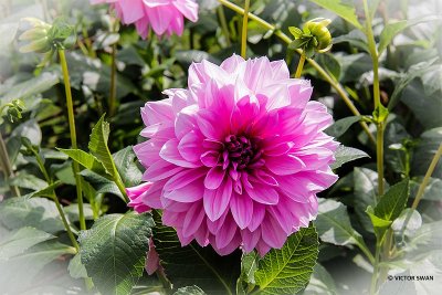 Dahlia-Lavender Perfection.JPG