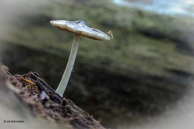 Grauwgroene hertenzwam - Pluteus salicinus.JPG