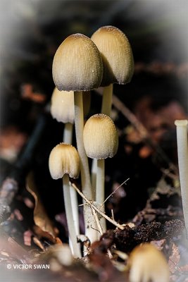 Glimmerinktzwam - Coprinellus truncorum .JPG