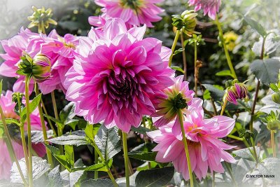 Dahlia-Lavender Perfection .jpg