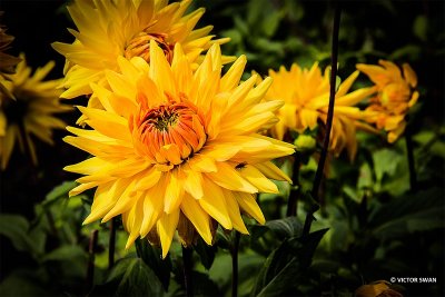 Dahlia-Noordwijks Glorie.JPG