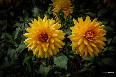 Dahlia-Noordwijks Glorie.JPG