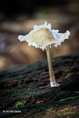 Helmmycena - Mycena galericulata.JPG