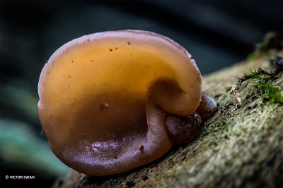 Echt judasoor - Auricularia auricula-judae.JPG