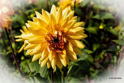 Dahlia-Noordwijks Glorie.JPG