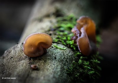 Echt judasoor - Auricularia auricula-judae.JPG