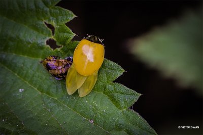 Zevenstippelig lieveheersbeestje - Coccinella septempunctata.jpg