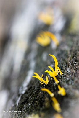 Geel hoorntje - Calocera corneaJPG