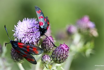 Sint-jansvlinder - Zygaena filipendulae.JPG