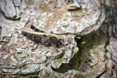 Zwart Wekkertj - Omocestus rufipes.JPG