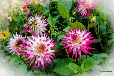 Dahlia-Sorbet.JPG