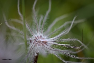 Wildemanskruid - Pulsatilla vulgaris.JPG