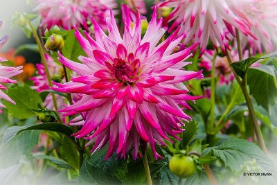 Dahlia-Sorbet.JPG
