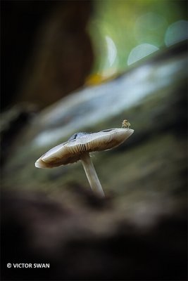 Grauwgroene hertenzwam - Pluteus salicinus.JPG