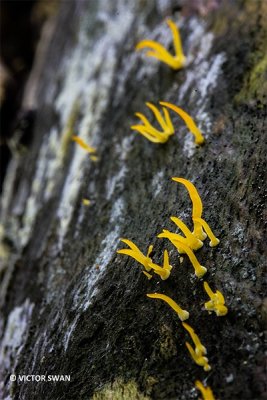 Geel hoorntje - Calocera cornea.JPG