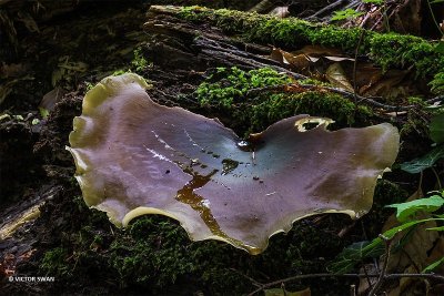 Peksteel - Polyporus badius.JPG