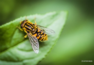 Gewone Fluweelzweefvlieg - Parhelophilus versicolor.JPG