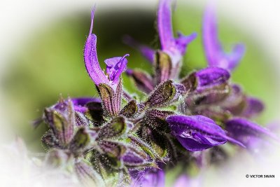 Veldsalie - Salvia pratensis.JPG