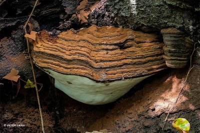 Platte tonderzwam - Ganoderma lipsiense.JPG