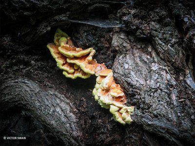 Zwavelzwam Laetiporus - sulphureus.JPG