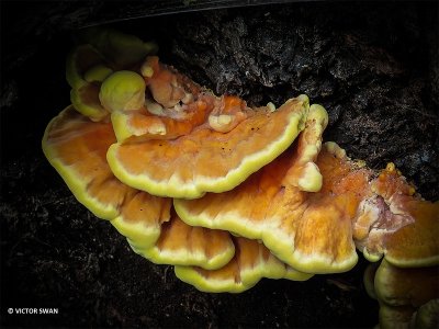 Zwavelzwam - Laetiporus sulphureus.JPG