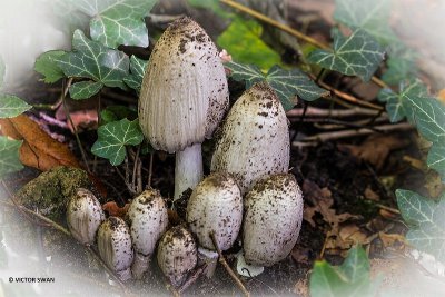 Grote kale inktzwam - Coprinopsis atramentaria .JPG