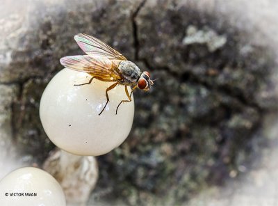 Perzikkruidvlieg Pegomya bicolor.JPG