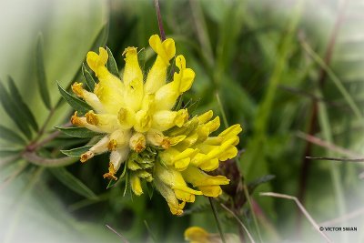 Wondklaver - Anthyllis vulneraria.JPG