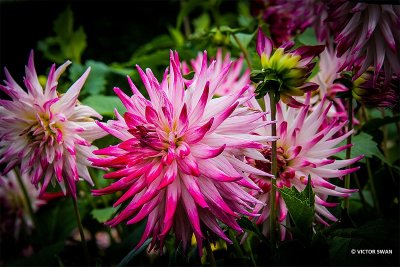 Dahlia-Sorbet.JPG