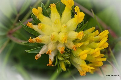 Wondklaver - Anthyllis vulneraria.JPG