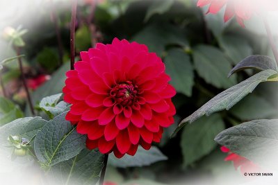 Dahlia-Night Queen.jpg