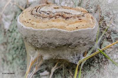 Echte tonderzwam - Fomes fomentarius.JPG