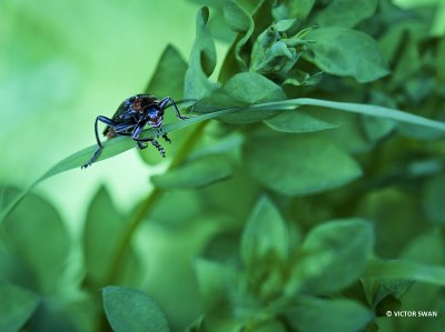 Zwartpootsoldaatje - Cantharis fusca.JPG