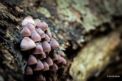 Grote bloedsteelmycena - Mycena haematopus.JPG