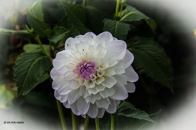 Dahlia-Eveline.JPG