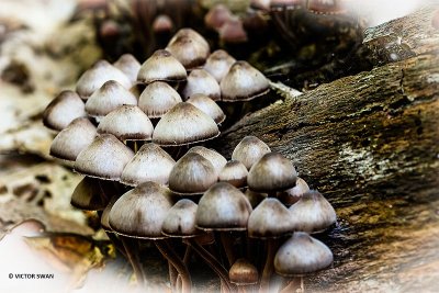 Grote bloedsteelmycena - Mycena haematopus.JPG